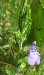 Salvia engelmannii
