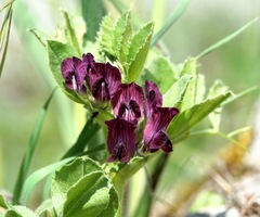 Vicia serratifolia