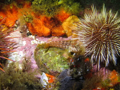 Chalaroderma ocellata
