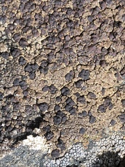 Acarospora badiofusca