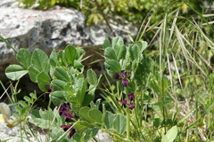Vicia serratifolia
