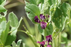 Vicia serratifolia