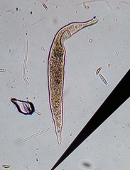 Litostomatea