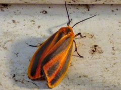 Hypoprepia miniata