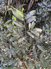 Monanthotaxis caffra