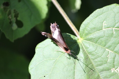 Eurytela hiarbas angustata