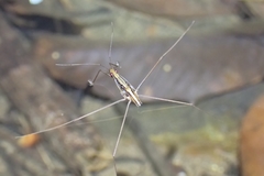 Limnometra