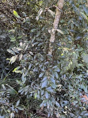 Monanthotaxis caffra