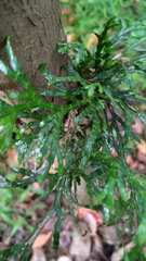 Calocedrus formosana