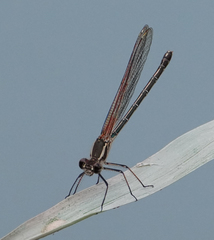Hetaerina calverti