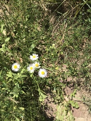Erigeron annuus