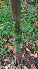 Calocedrus formosana