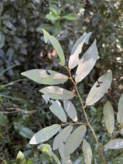 Monanthotaxis caffra