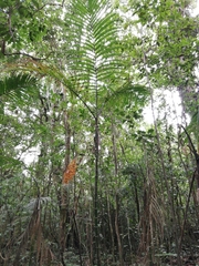 Chamaedorea quezalteca