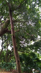 Calocedrus formosana