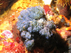 Virididentula dentata