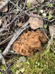 Gyromitra gigas