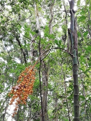 Chamaedorea quezalteca