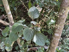 Plectranthus ciliatus