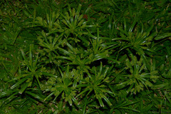 Cyperus meyenianus