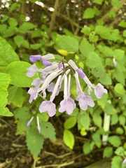 Plectranthus saccatus