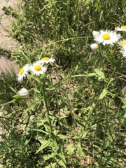 Erigeron annuus
