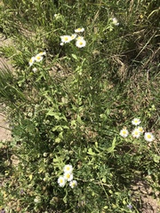 Erigeron annuus
