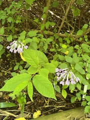 Plectranthus saccatus