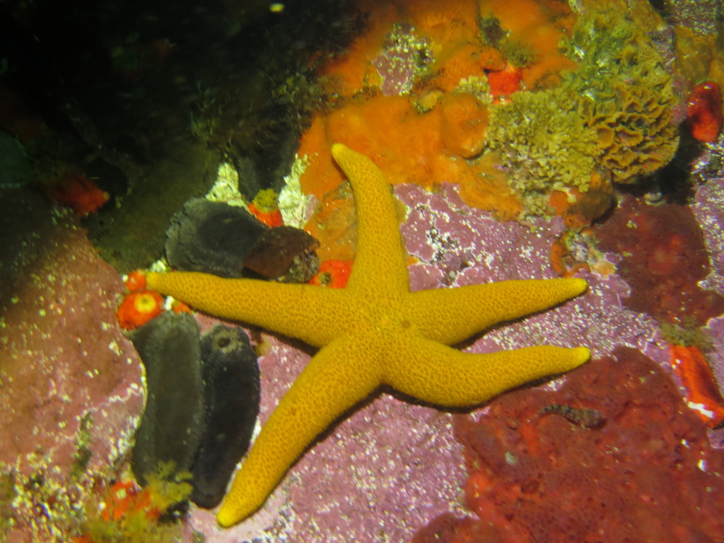 Reticulated Sea Star