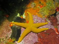 Fromia schultzei