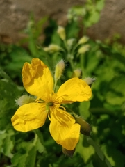 Chelidonium majus