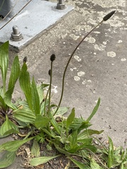 Plantago lanceolata