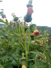 Crassocephalum crepidioides