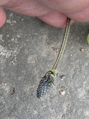 Plantago lanceolata