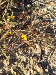 Aspalathus cordicarpa