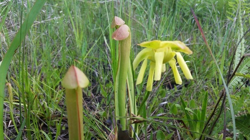 Sarracenia minor