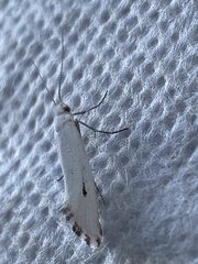 Grotella binda