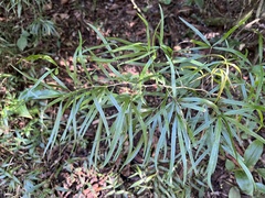 Asparagus falcatus
