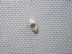 Pseudopostega zelopa