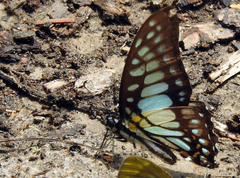 Graphium chironides
