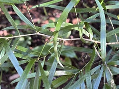 Asparagus falcatus
