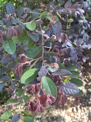 Loropetalum