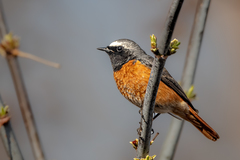 Phoenicurus phoenicurus