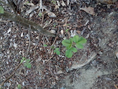 Burseraceae