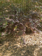Loropetalum