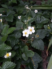 Fragaria vesca