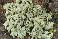 Physcia pumilior