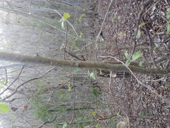 Burseraceae