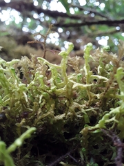 Lepicolea