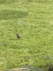 Prunella modularis occidentalis